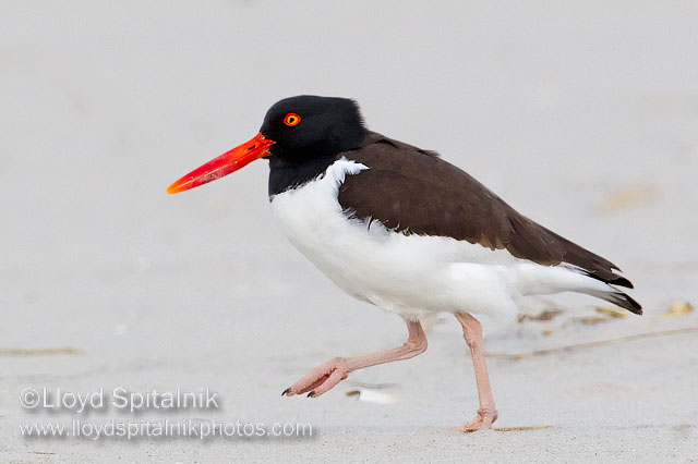 American Oystercatcher