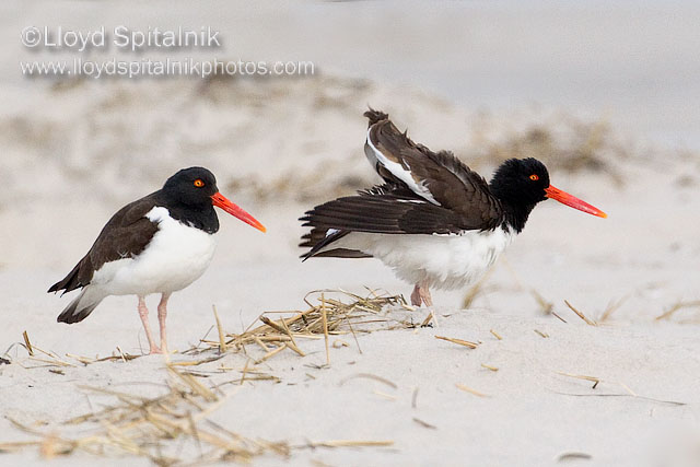 American Oystercatcher