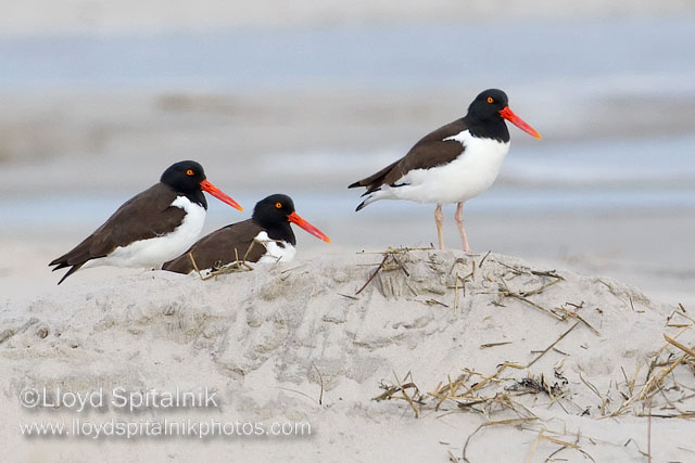 American Oystercatcher