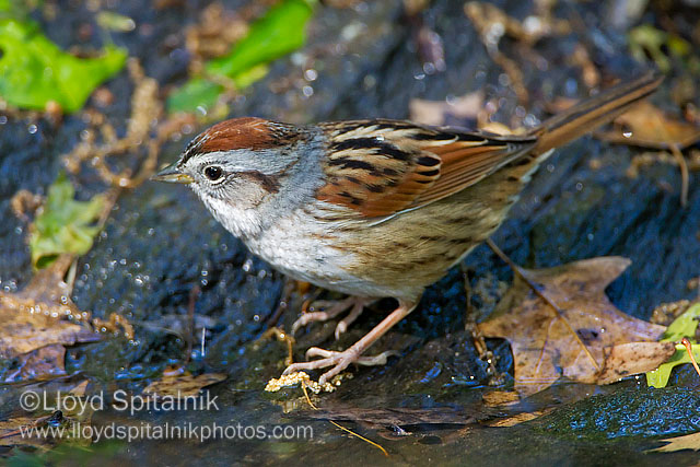 Swamp Sparrow