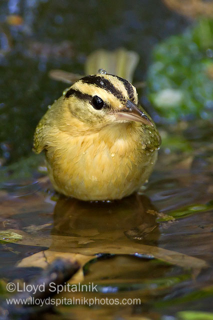 Worm-eating Warbler