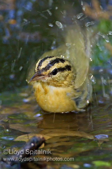 Worm-eating Warbler
