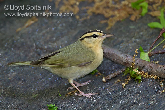 Worm-eating Warbler