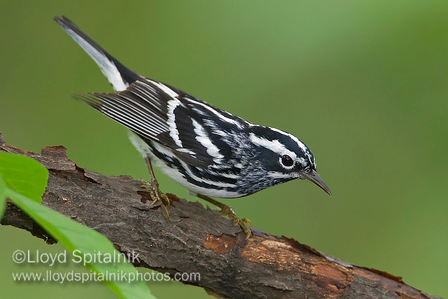 Black-and-white Warbler