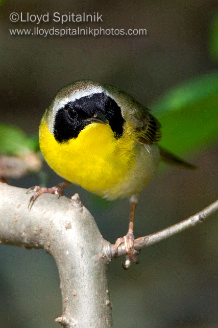 Common Yellowthroat