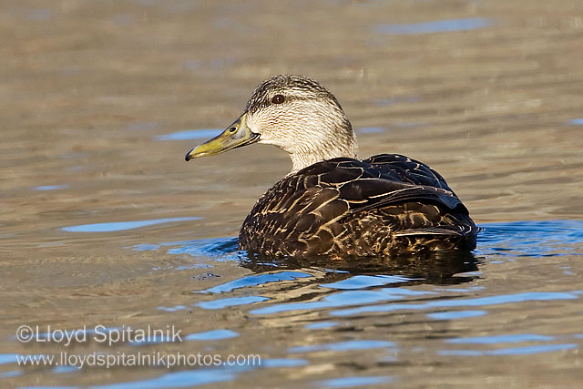 American Black Duck