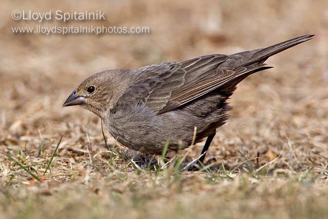 Brown-headed Cowbird
