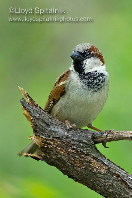 House Sparrow