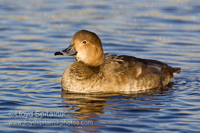 Redhead (female)
