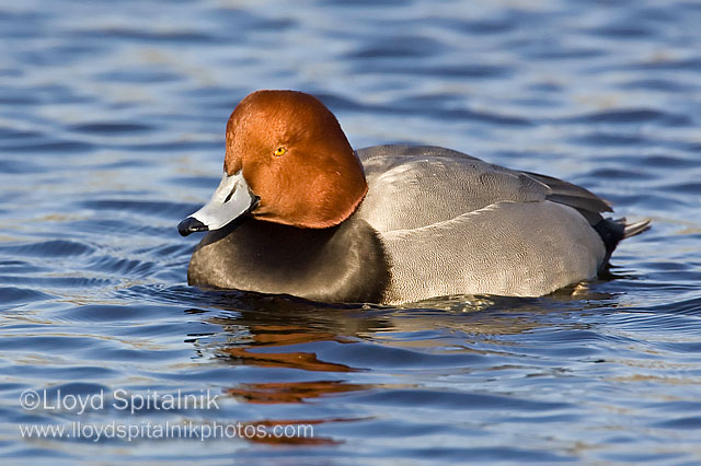 Redhead