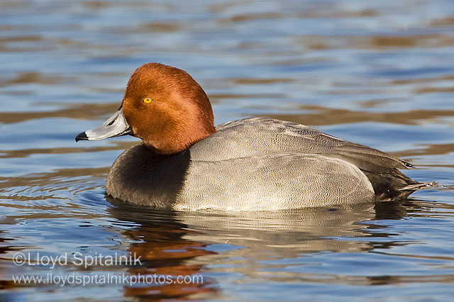 Redhead 