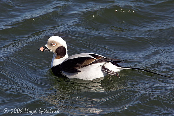 Long-tailed Duck (Oldsquaw)