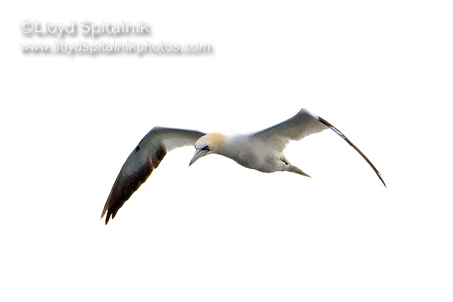 Northern Gannet