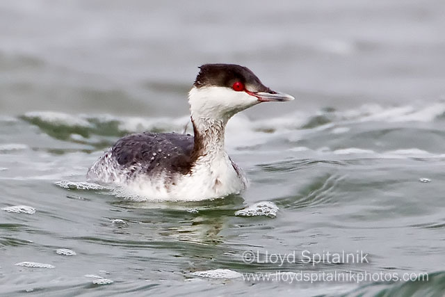 Horned Grebe