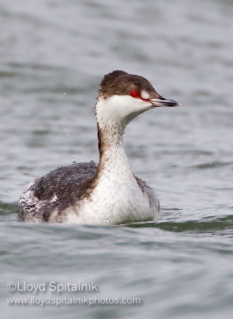 Horned Grebe