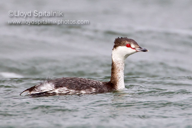 Horned Grebe