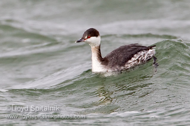 Horned Grebe