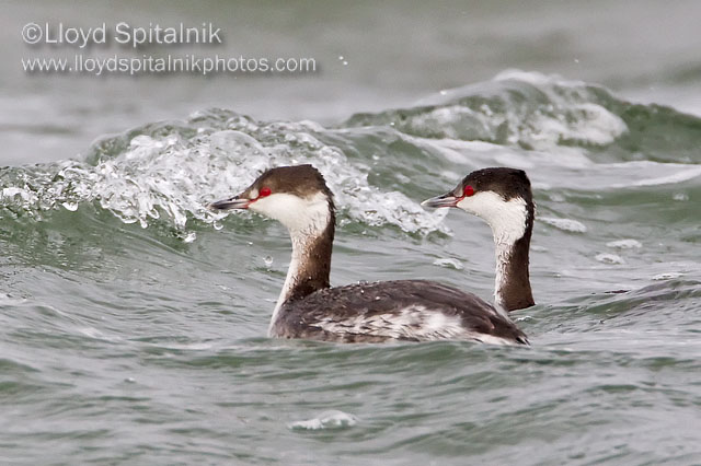 Horned Grebe