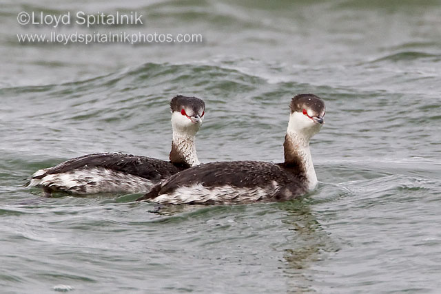 Horned Grebe