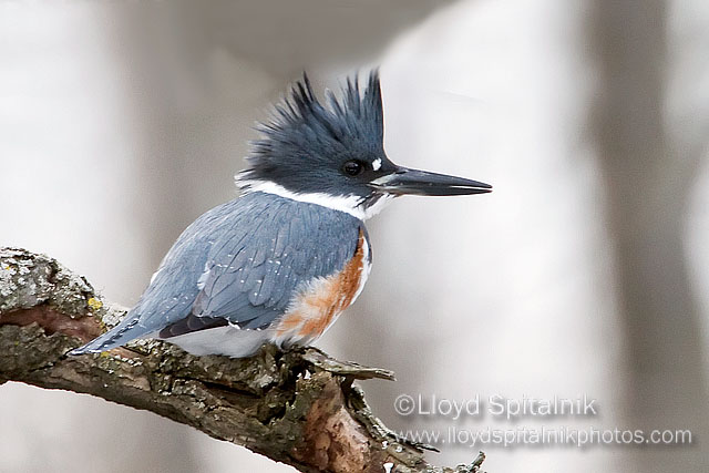 Belted Kingfisher (female)