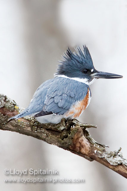 Belted Kingfisher