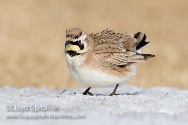 Horned Lark