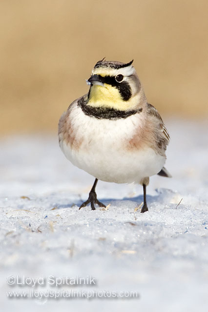 Horned Lark