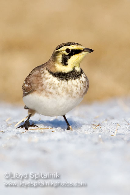 Horned Lark