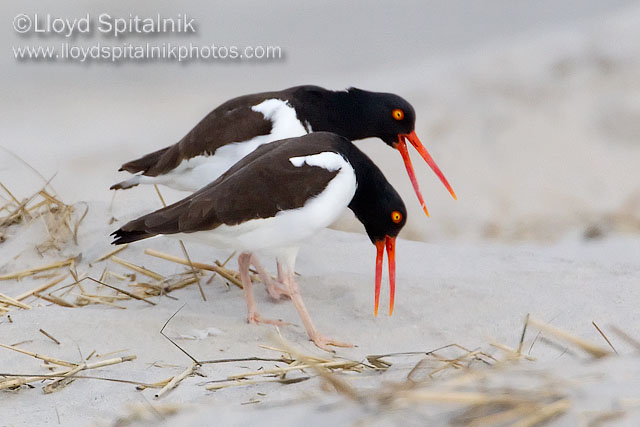 American Oystercatcher
