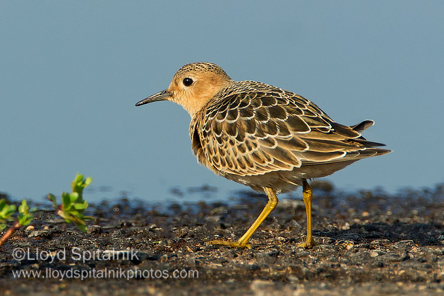 Buff-breasted Sandpiper (juvenile)