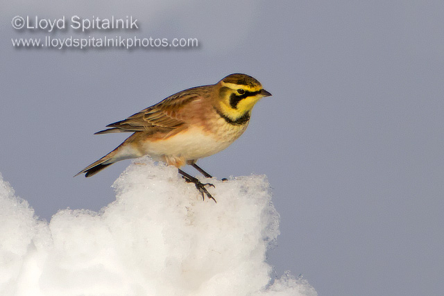 Horned Lark
