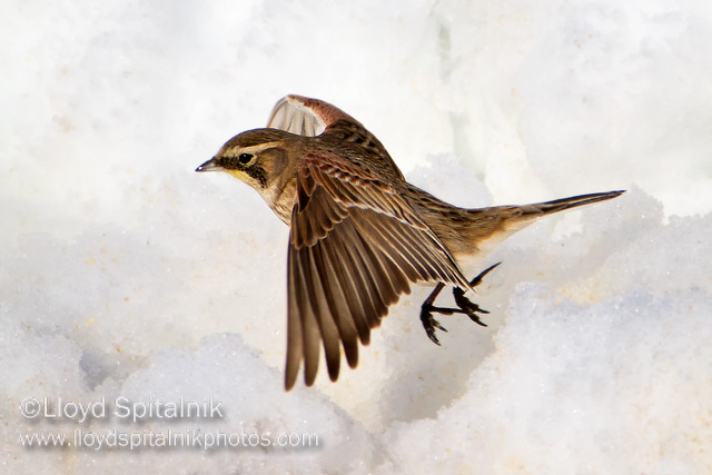 Horned Lark