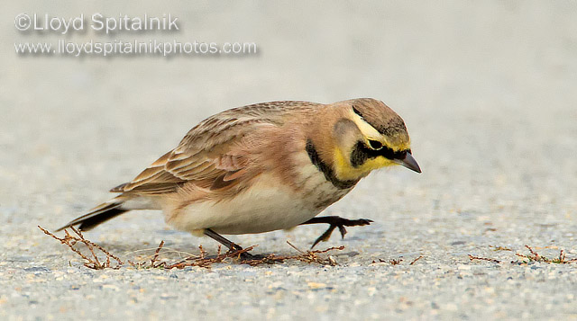 Horned Lark