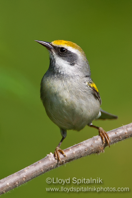 Golden-winged Warbler