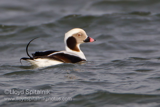 Long-tailed Duck (Oldsquaw)
