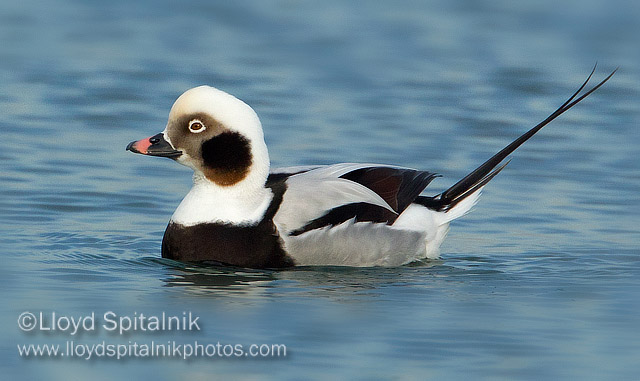 Long-tailed Duck (Oldsquaw)