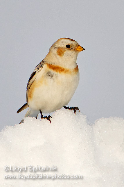 Snow Bunting