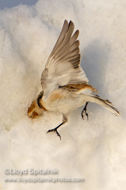 Snow Bunting