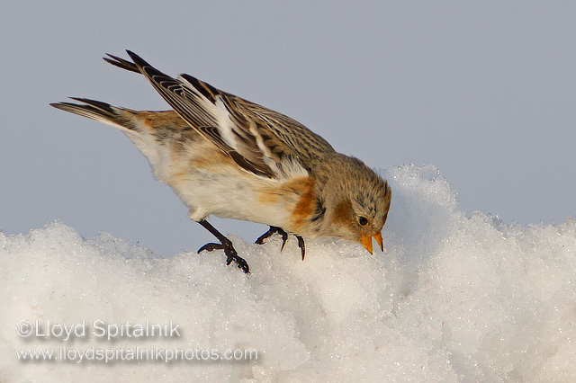 Snow Bunting