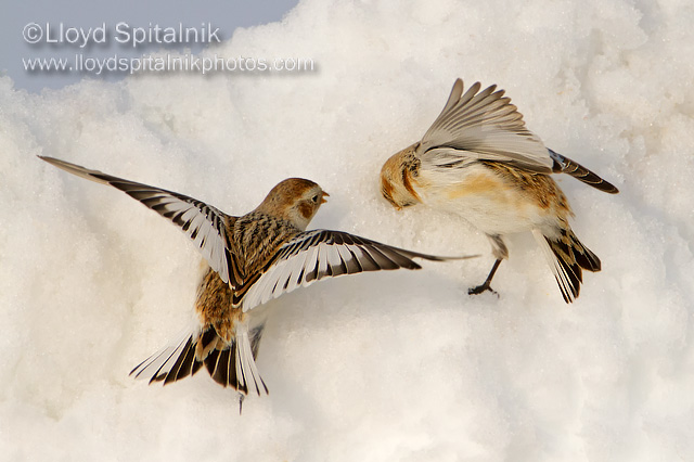 Snow Bunting