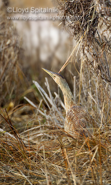 American Bittern