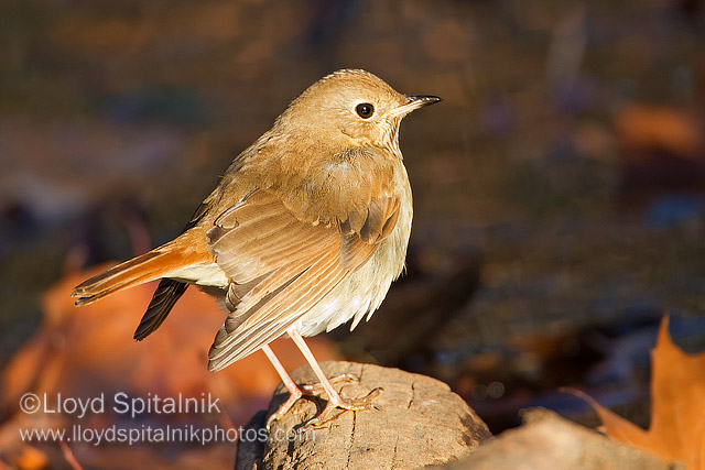 Hermit Thrush
