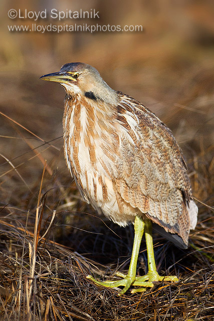 American Bittern