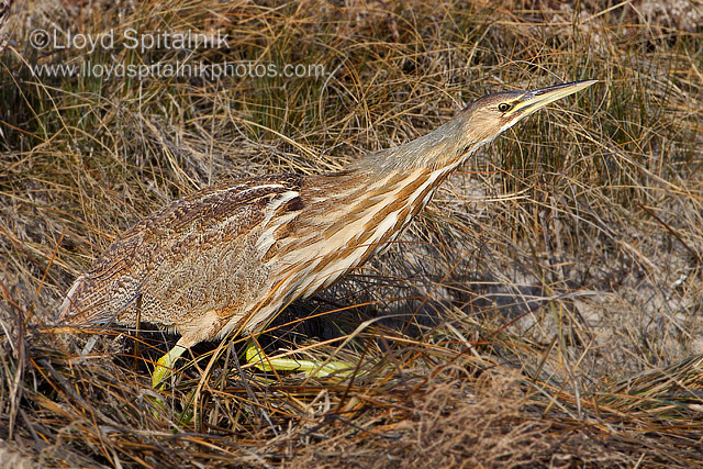 American Bittern
