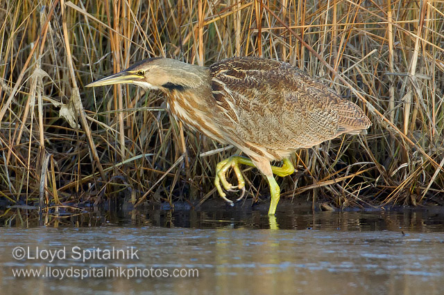 American Bittern