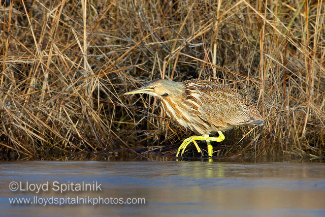 American Bittern