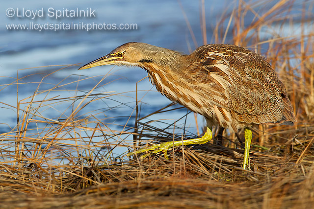 American Bittern