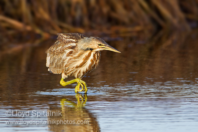 American Bittern