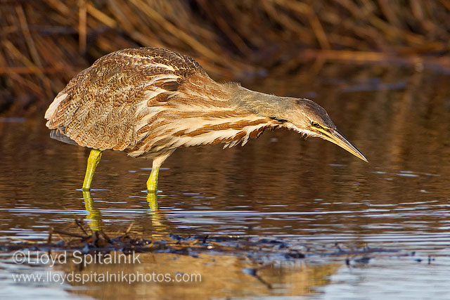 American Bittern