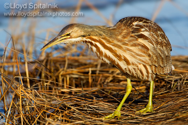 American Bittern